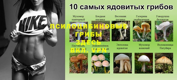 стаф Аркадак
